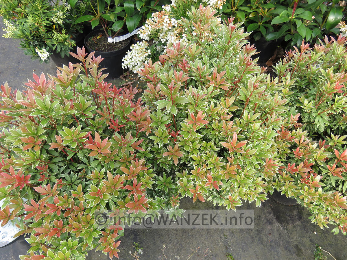 Pieris japonica Little Heath 02.JPG